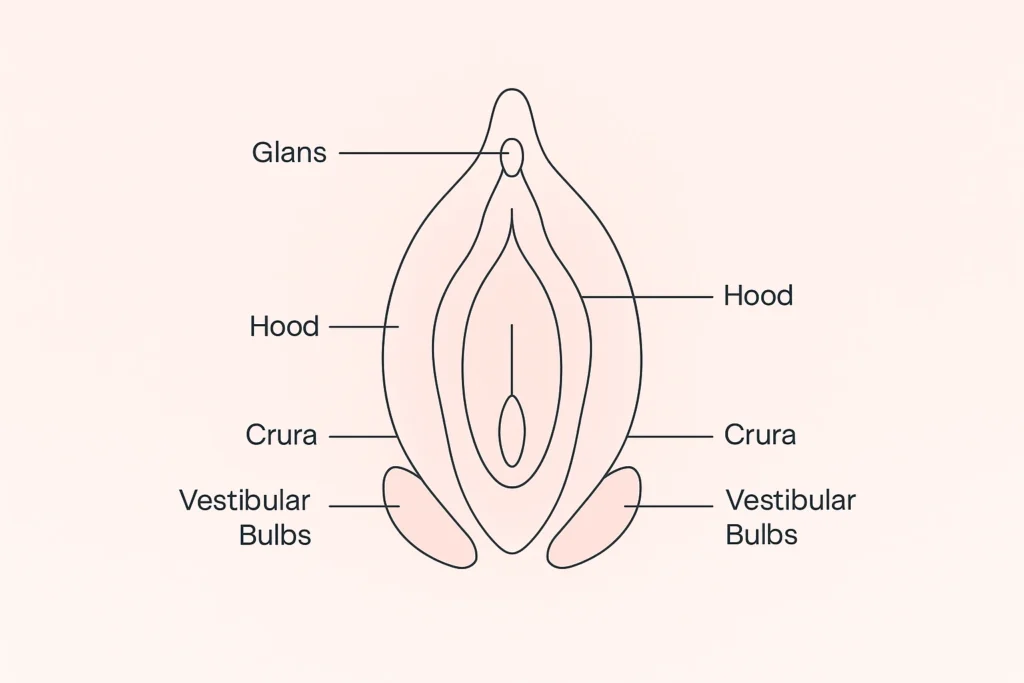 Flat vector diagram of clitoral anatomy with labels for glans, clitoral hood, shaft, crura, and vestibular bulbs.