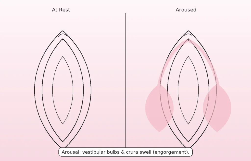 Side-by-side diagram of clitoral anatomy at rest vs aroused; vestibular bulbs and crura highlighted to show engorgement.