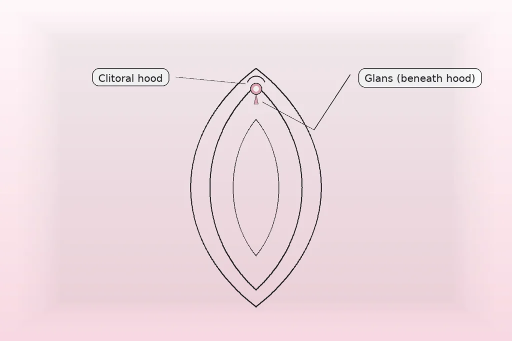 Minimal vulva outline with pin at clitoral hood/glans and labels for “Clitoral hood” and “Glans (beneath hood)”.